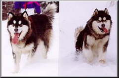 ALASKAN MALAMUTE 1