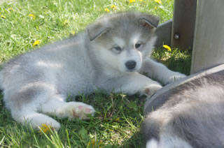 alaskan malamute puppies