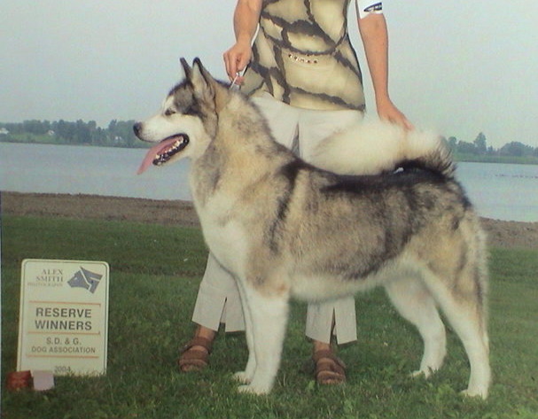 ALASKAN MALAMUTE 13