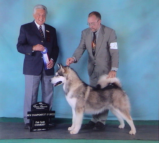 ALASKAN MALAMUTE 14