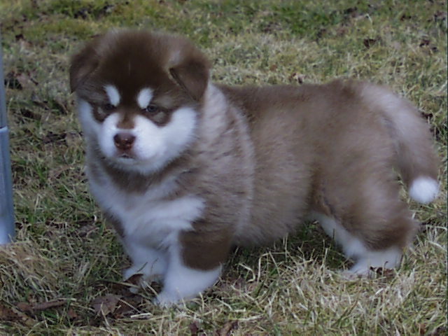 alaskan malamute puppy in the field