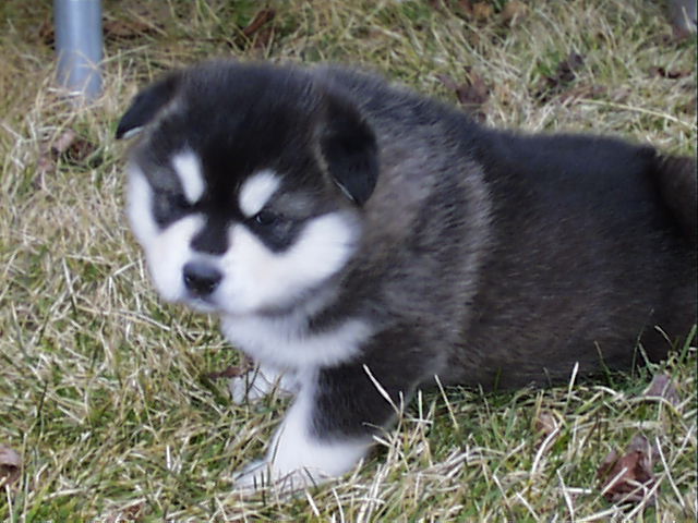 black and white alaskan malamute puppy