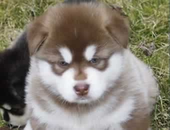 ALASKAN  MALAMUTE PUPPY