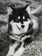 ALASKAN MALAMUTE 7