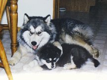 ALASKAN MALAMUTE 6