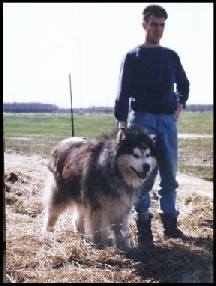 ALASKAN MALAMUTE 10