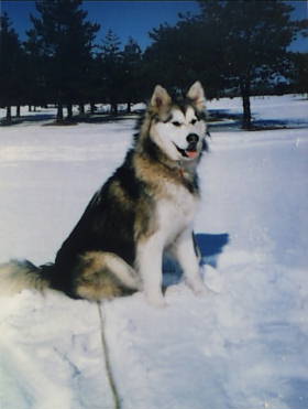 ALASKAN MALAMUTE 12