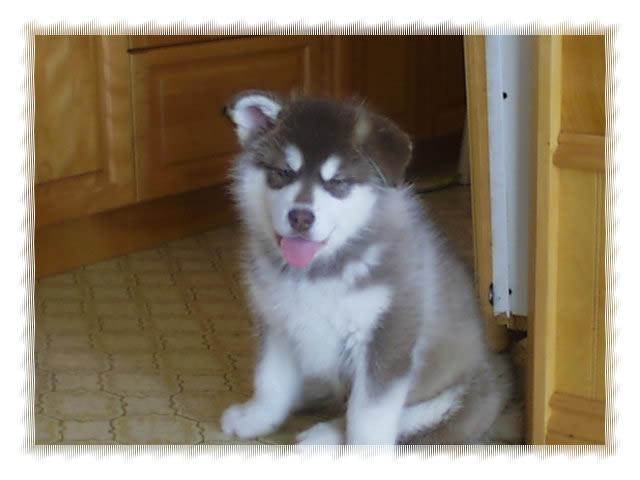 alaskan malamute  breeders