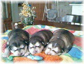 ALASKAN MALAMUTE PUPPIES 10