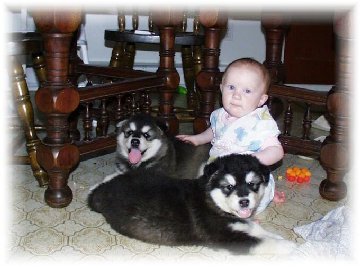 ALASKAN MALAMUTE PUPPIES 9