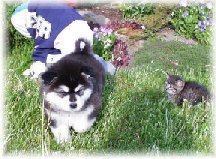 ALASKAN MALAMUTE PUPPIES 1