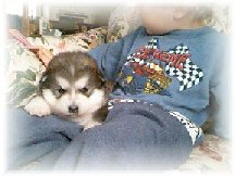 ALASKAN MALAMUTE PUPPIES 7