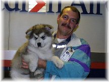 ALASKAN MALAMUTE PUPPIES 6