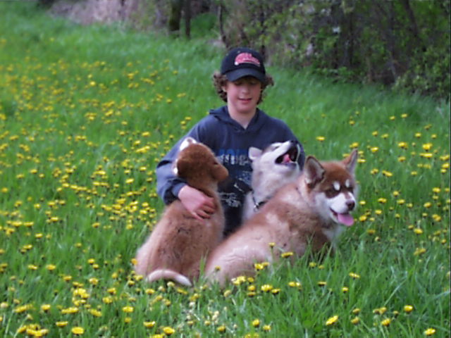 alaskan malamute puppies and kegan