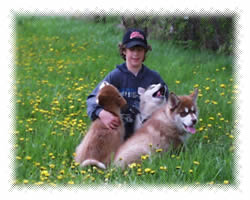 ALASKAN MALAMUTE PUPPIES FOR SALE