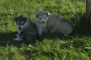 malamutepuppy3