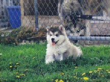 ALASKAN MALAMUTE PUPPIES 8