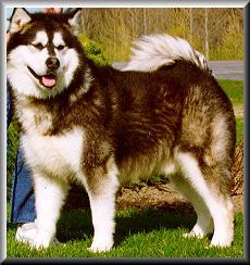 ALASKAN MALAMUTE 3