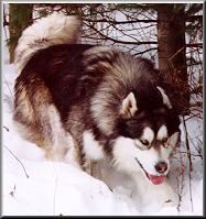 ALASKAN MALAMUTE 2