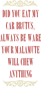 ￼
Did you eat my car Brutus, always be ware your malamute will chew anything
￼